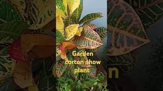 garden corton show plant गार्डन कार्टन  पौधों की जानकारी rahulguptadnaclasses [upl. by Adnawahs662]