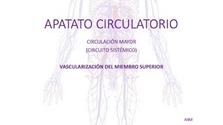 Aparato Circulatorio  Vascularización del miembro superior [upl. by Carlo]