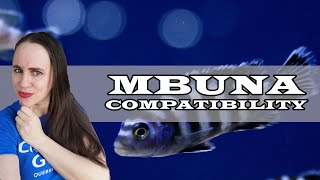 What are Mbuna Cichlids Compatible with [upl. by Nyla]