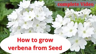 how to grow verbena from seed  complete details  tips amp care verbina [upl. by Shaner]