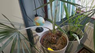 bismarckia nobilis palm update [upl. by Delphina951]