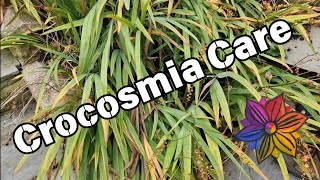 How to Cut Back Crocosmia for a Stronger Bloom Next Year [upl. by Kenison234]