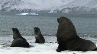 Soaked penguins amp mating seals  Antarctica Ep3 [upl. by Dre]