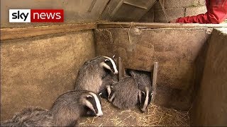 Campaigners call for end to badger cull [upl. by Niall27]