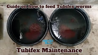 Tubifex  Maintenance and how to feed  Tagalog  Vlog 37 [upl. by Genna685]