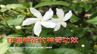 印度神花狗牙花马茶花 Crape Jasmine uses。manfaat mondokaki。 [upl. by Gallagher534]