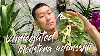 Monstera adansonii variegata care and propagation with updates [upl. by Genie]