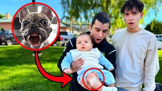 HELP My Dog ATTACKED His Baby [upl. by Nael]