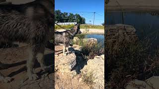 husky huskyplaying huskylife huskii huskiesy cute siberianhusky funny huskyowner [upl. by Locklin970]