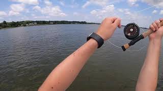 Chesapeake Bay Rockfish and perch fly fishing [upl. by Horwath391]