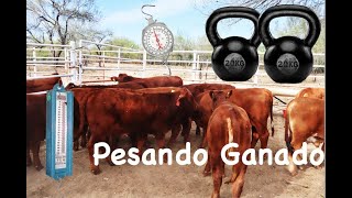 Pesando Ganado Beefmaster [upl. by Bettine]