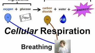 Breathing vs Respiration [upl. by Pfaff207]