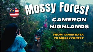 Full Guide Mossy Forest Cameron Highlands 2024  from Tanah Rata to Mossy Forest [upl. by Gurango999]