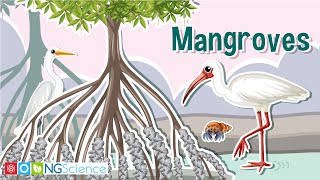 Mangroves – Guardians of the Coast [upl. by Naiditch14]