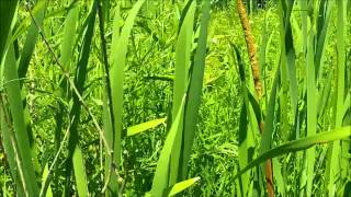 Cattail and Bulrush part 2 [upl. by Adekam]