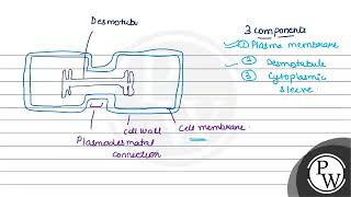 Explain the structure and function of plasmodesmata with the help of a diagram [upl. by Madriene]