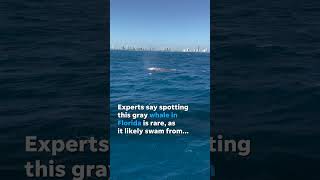 Rare gray whale spotted in South Florida likely swam from Pacific Shorts [upl. by Countess]