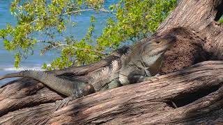 Iguanes Costa Rica [upl. by Auehsoj]