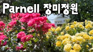 뉴질랜드🇳🇿 오클랜드 일상  Parnell 장미정원 [upl. by Feld]