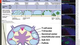 Chapter 11 B cell activation [upl. by Rogers358]