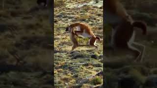 Predators Attack हिन्दी डॉक्यूमेंट्रीanimalshortstrendingshortsfeedshortsvideoyoutubeshorts [upl. by Victorie]