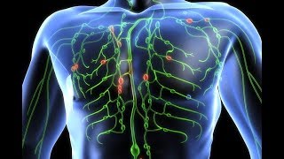 HOW IT WORKS The Lymphatic System [upl. by Babcock]