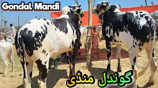 Gondal Mandi Attock  Cattle For Bakra Eid 2024  Livestock Cow Goat  Afzal Khan Explorer [upl. by Pryor293]