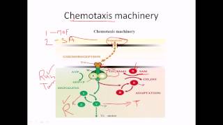 Chemotaxis of flagella [upl. by Derfniw486]