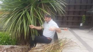 How To Prune a Cordyline Australis Like a Pro [upl. by Enybor]