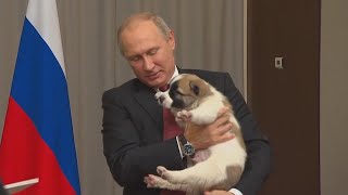 Vladimir Putin Melts Over Puppy He Received for His Birthday [upl. by Ynohtnaleahcim]