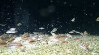 Altolamprologus calvus Yellow fry feeding [upl. by Barnabe869]