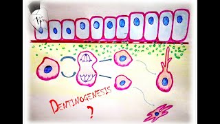 Dentinogenesis  Dentin formation [upl. by Onairelav]