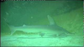 Electroreception in Sharks [upl. by Schramke]