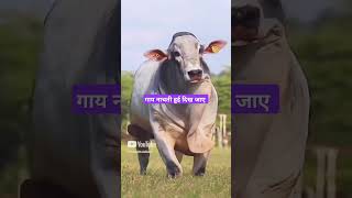 Cow Short Videos🐄  Gaiya Wala Baba🐮  Ranjan Pandey  shorts gaay cattle animals cowdance cow [upl. by Elsilrac]