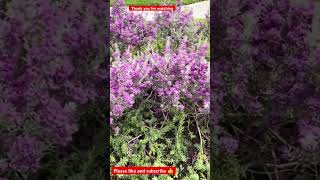 Texas sage leucophyllum frutescensblooming flowers garden plant [upl. by Huesman382]