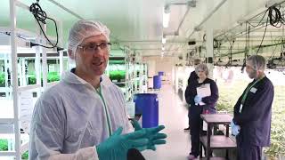 Sundial Growers brings jobs and growth in Olds [upl. by Lesser]