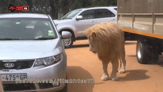 Lion Park woman Attack video  who to blame [upl. by Delmor194]