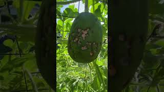 Watermelon trellis homesteading gardendesign farmlife watermelon watermelons gardenideas [upl. by Ricardo645]