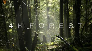 4K Forest  Cinematic Forest  4K Nature Video Ultra HD [upl. by Rickert]