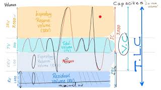 Pulmonary Function Tests PFTs  Spirometry  Lung Volumes amp Capacities Made Simple  Physiology [upl. by Mandler]