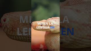 El sorprendente sentido del olfato de las serpientes ¡Huelen con su lengua 🐍 [upl. by Waylan]