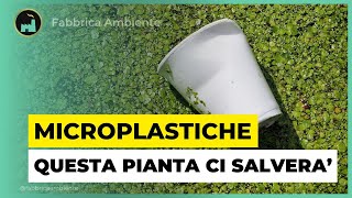 Microplastiche La Minaccia Delle Particelle Sintetiche Risolta O Quasi Con Le Piante Acquatiche [upl. by Ecinwahs533]