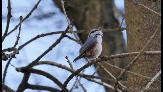 Eurasian Nuthatch singing  Kleiber singt [upl. by Arret557]