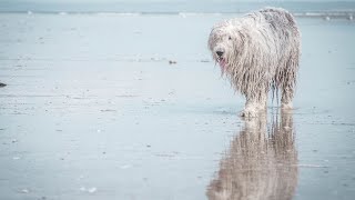 Old English Sheepdog Is it Hypoallergenic [upl. by Pesvoh]