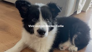 Vivir con un Border Collie Mi Experiencia Tras 2 años de Convivencia [upl. by Pressey]