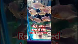 Red bellied piranha Fish  Tinfoill barb fish  Piranha Fish  Piranha Tinfoill devilfish pleco [upl. by Ahsemat731]