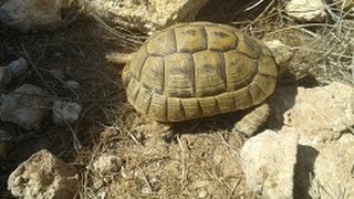 Tortuga mora Testudo graeca Un reptil precioso y espectacular GONZALO [upl. by Ibbie769]