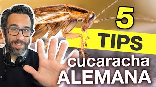 5 TIPS PARA CONTROLAR BLATTELLA GERMANICA O quotCUCARACHA ALEMANAquot [upl. by Learsi174]