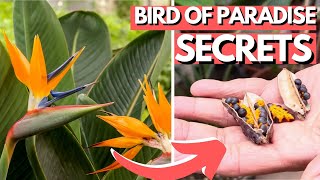 5 Bird of Paradise Secrets  Flower and Grow Seeds Indoors [upl. by Leuas265]