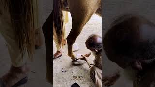 Horseshoe Restoration  Giving Hooves New Life [upl. by Hare]